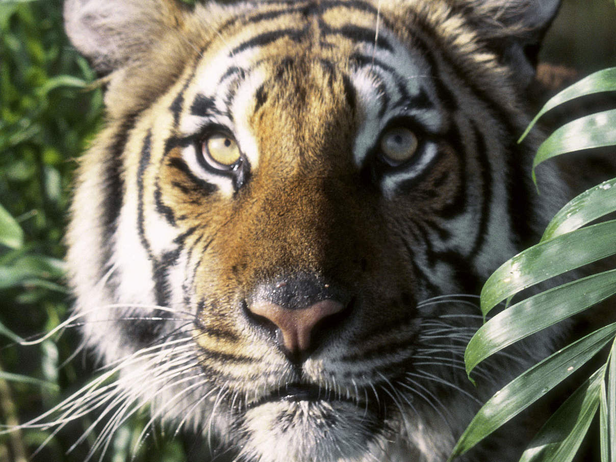 Indochinesischer Tiger © Purestock