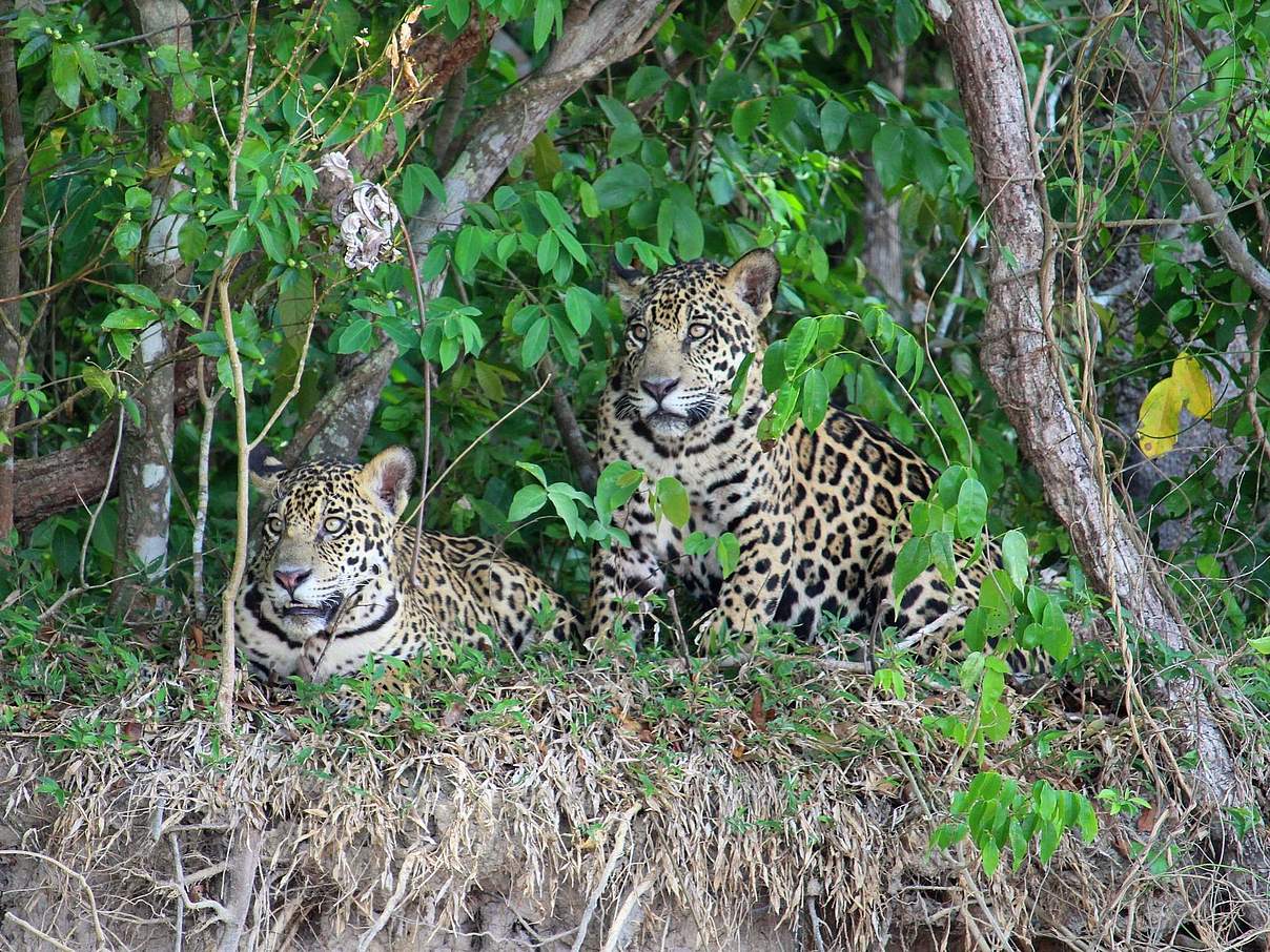 Zwei Jaguare im Dickicht © Valeria Boron / WWF UK