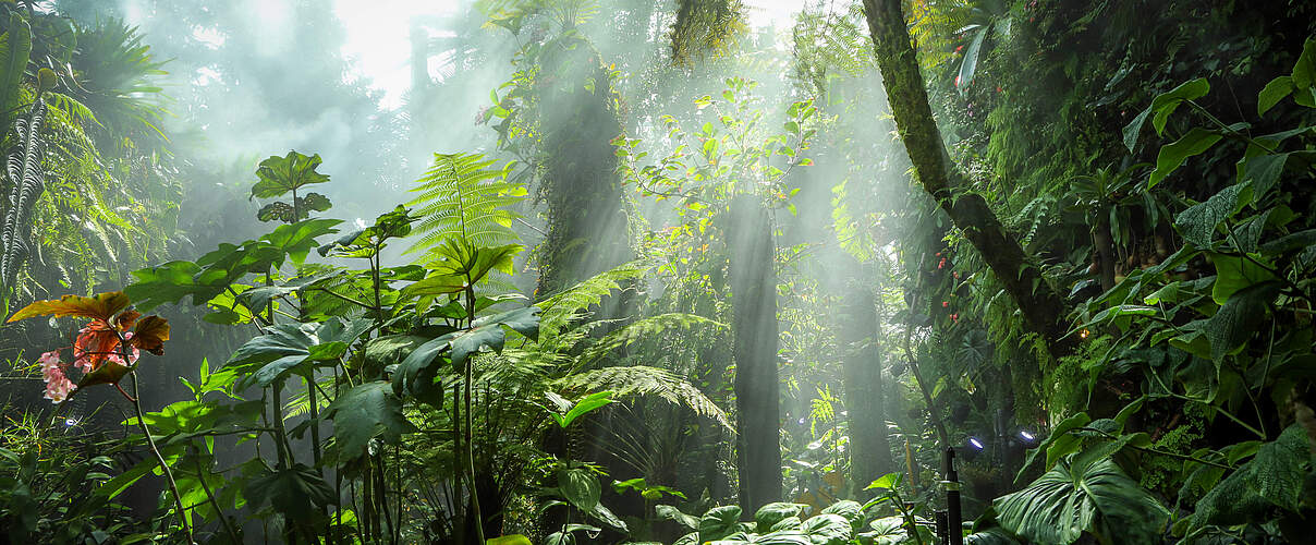 Eine üppige grüne Tropenwaldlanschaft mit einer Lichtung in der Nebel aufsteigt
