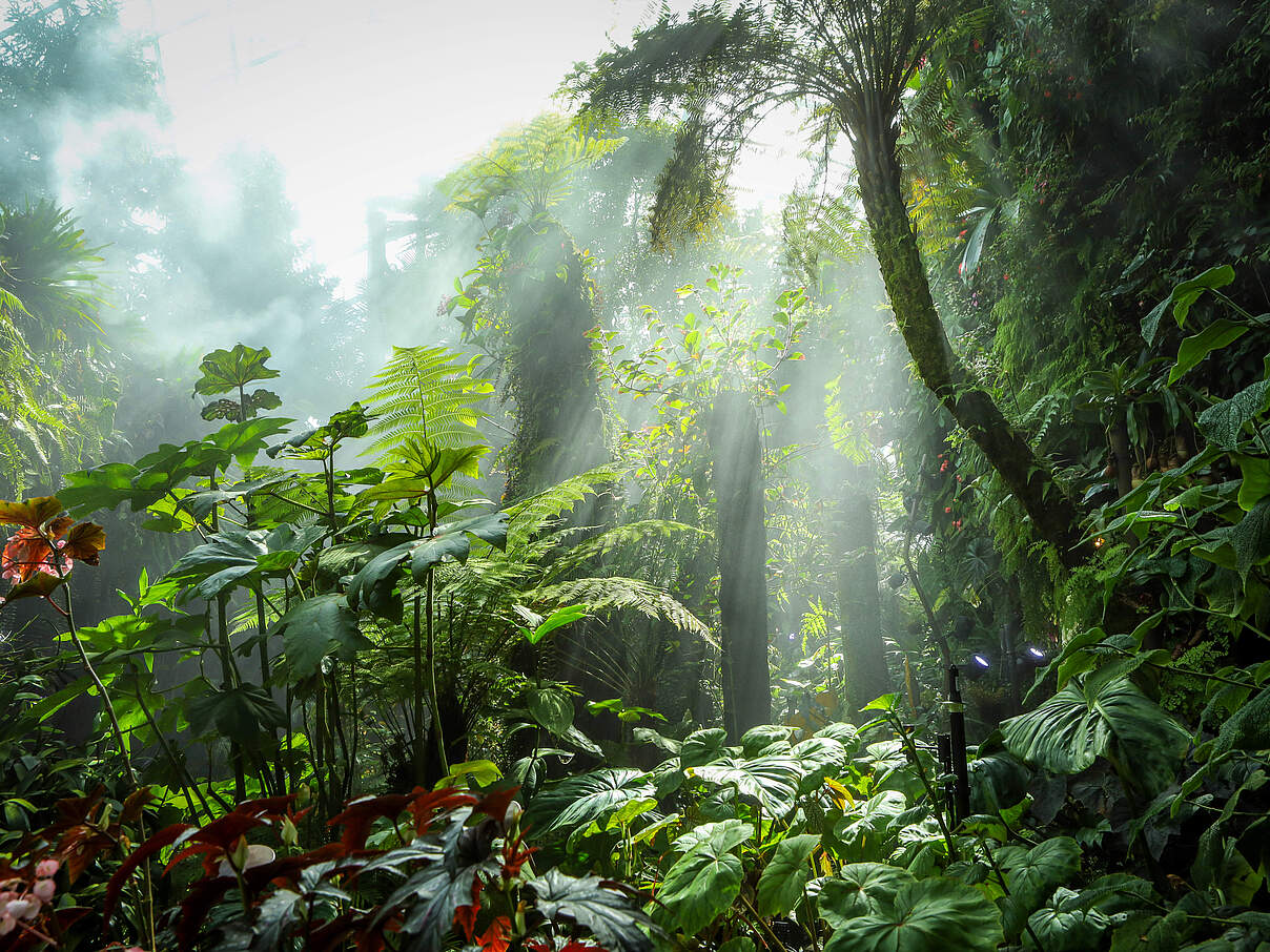 Eine üppige grüne Tropenwaldlanschaft mit einer Lichtung in der Nebel aufsteigt