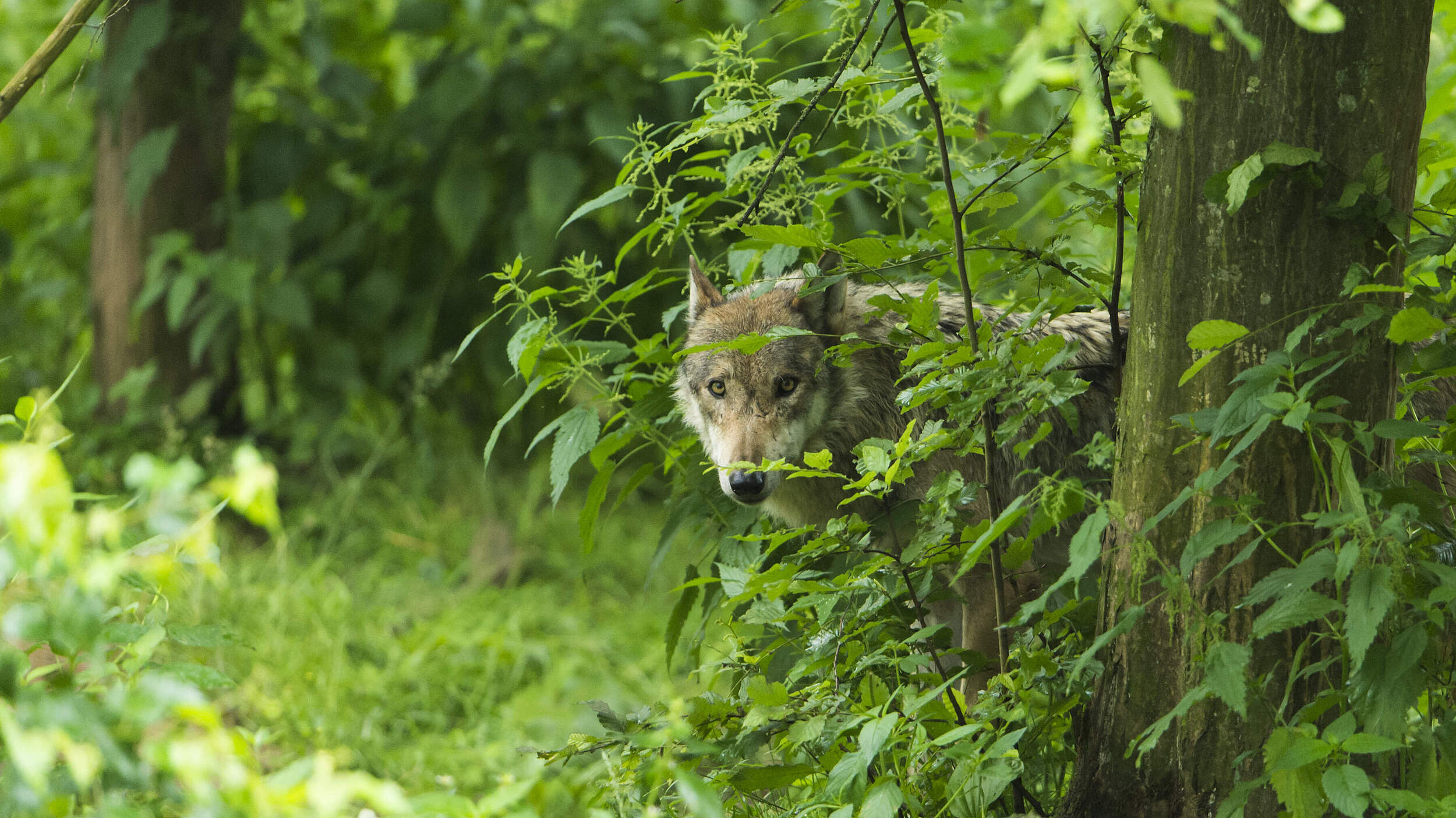 Wolf hinterm Dickicht © Ralph Frank / WWF