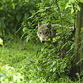 Wolf hinterm Dickicht © Ralph Frank / WWF