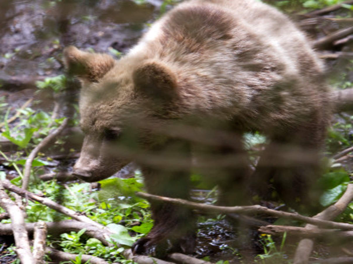 350 Braunbaer Waisen 2017 Rumaenien c Gabriel Galgoczy WWF Rumaenien Braunbär © Gabriel Galgozy
