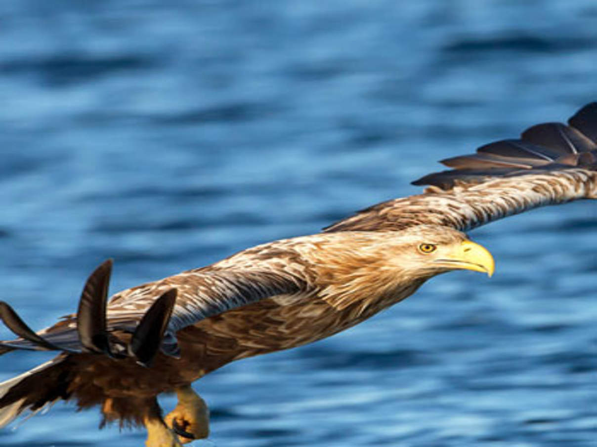 350 Seeadler Hintergrund Paten