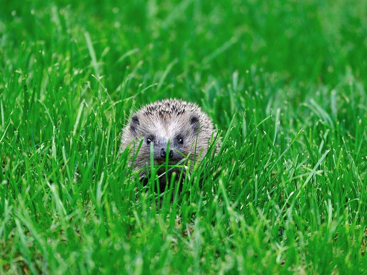 Igel suchen in Gärten nach Futter 
