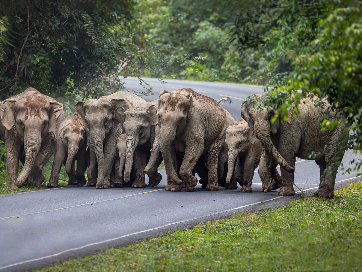 Elefantenherde läuft auf einer Straße, nebeneinander in einer Reihe nehmen sie die ganze Breite ein. Zwischen den erwachsenen Elefanten mehrere Kälber.