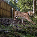 Luchs Carlo bei seiner Auswilderung in den Thüringer Wald