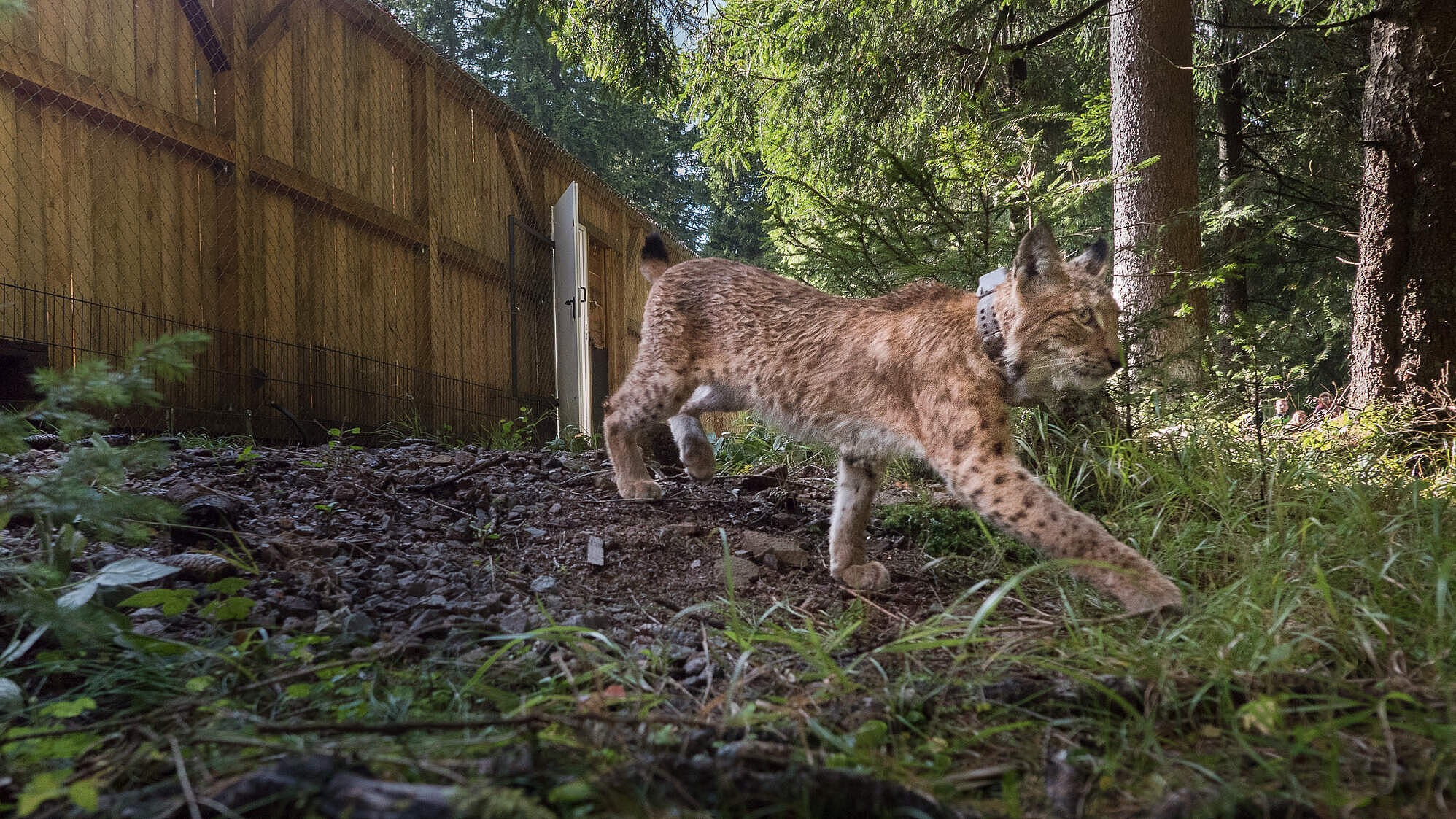 Luchs Carlo bei seiner Auswilderung in den Thüringer Wald
