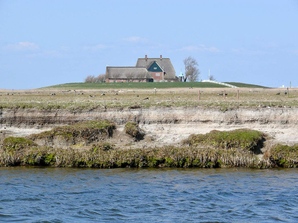 Priel-Abbruchkante mit Halligschichtung auf Hallig Hooge © Hans-Ulrich Rösner / WWF