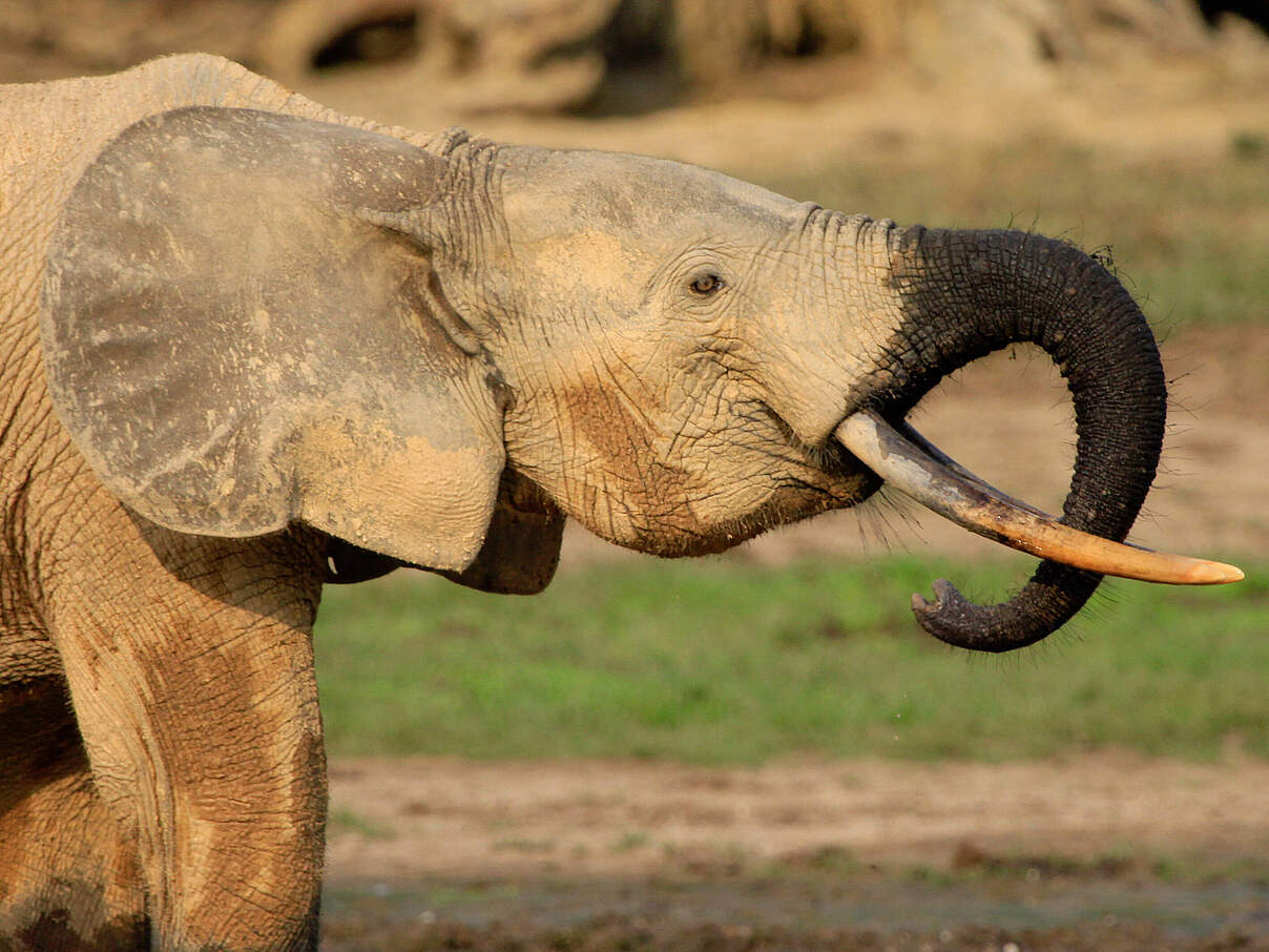 Ein Waldelefanten-Bulle in Dzanga Sangha in der Zentralafrikanischen Republik © WWF Carlos Drews