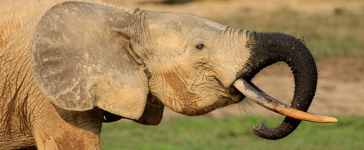 Ein Waldelefanten-Bulle in Dzanga Sangha in der Zentralafrikanischen Republik © WWF Carlos Drews