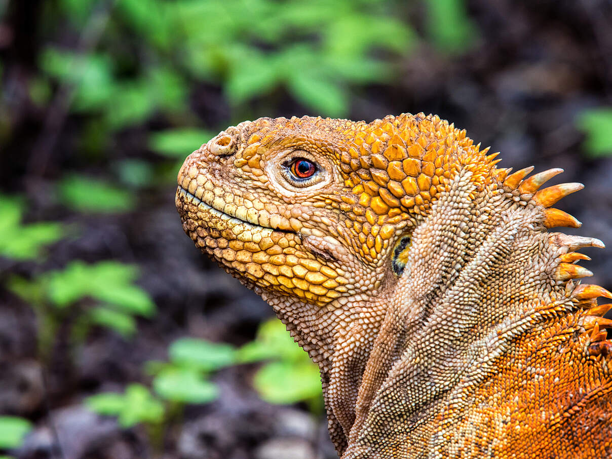 Galapagos Landleguan