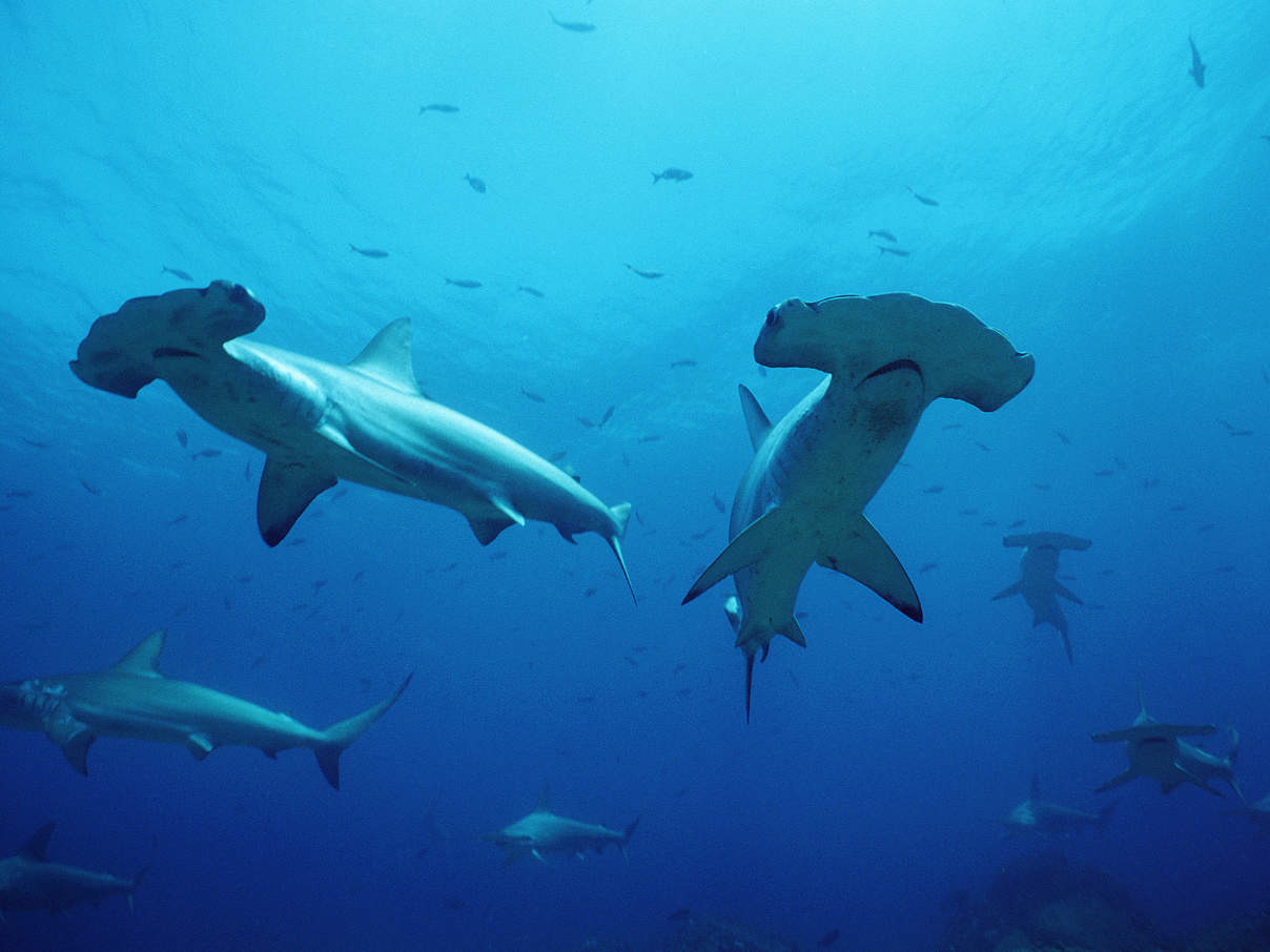 Hammerhaie vor Galapagos © naturepl.com / Doug Perrine / WWF