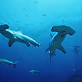 Hammerhaie vor Galapagos © naturepl.com / Doug Perrine / WWF