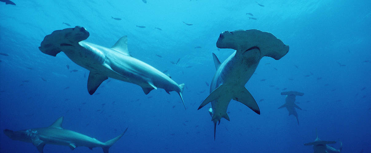 Hammerhaie vor Galapagos © naturepl.com / Doug Perrine / WWF
