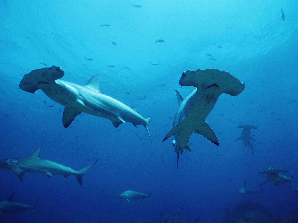 Hammerhaie vor Galapagos © naturepl.com / Doug Perrine / WWF