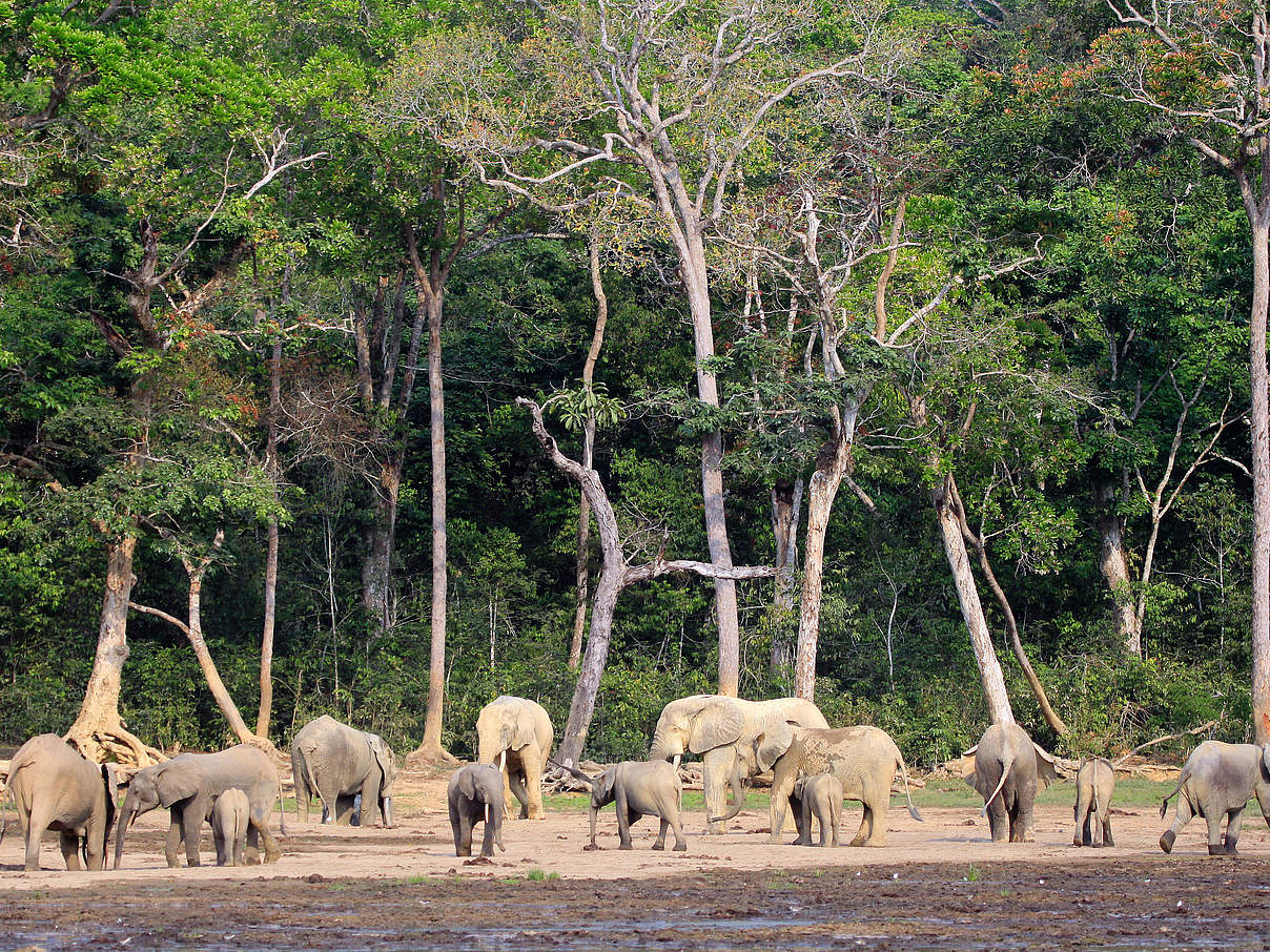 Waldelefanten auf der Dzanga-Bai in Dzanga-Sangha © WWF / Carlos Drews