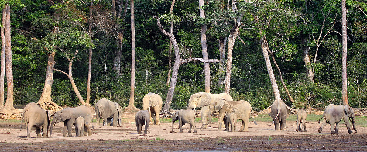 Schutzgebiet Parab mit Waldelefanten © WWF / Carlos Drews