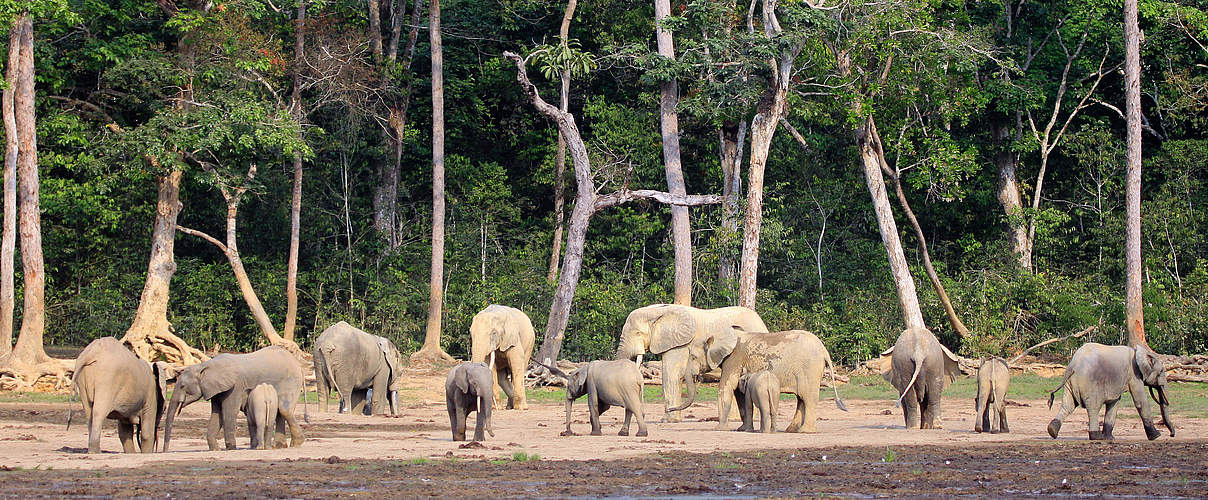 Waldelefanten auf der Dzanga-Bai in Dzanga-Sangha © WWF / Carlos Drews