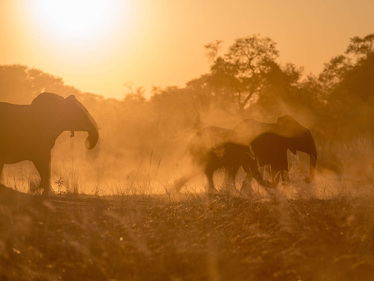 Afrikanische Elefanten © Gareth Bentley / WWF-US