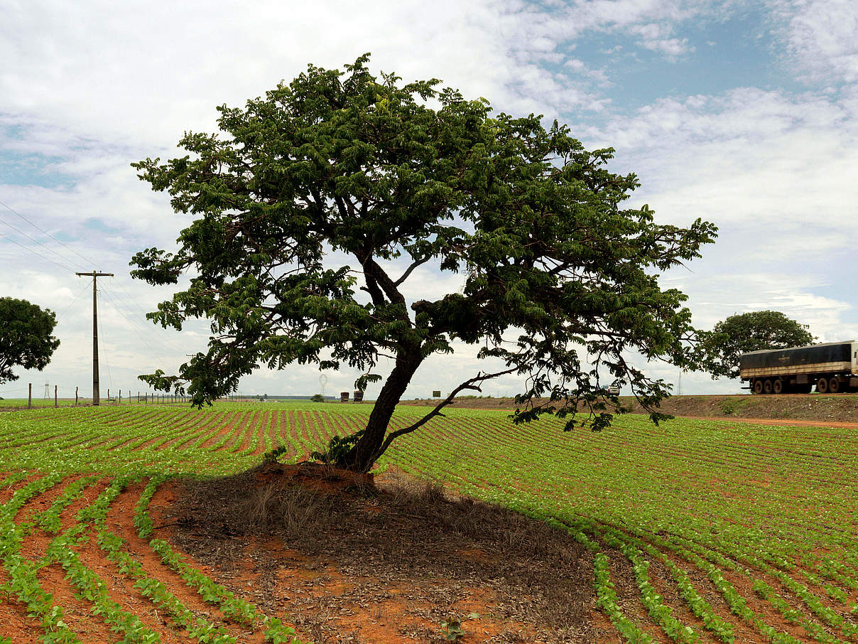 Sojaanbau in Brasilien © Peter Caton / WWF UK
