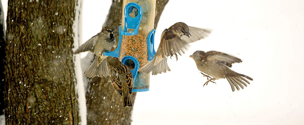 Spatzen an einem Futterspender 