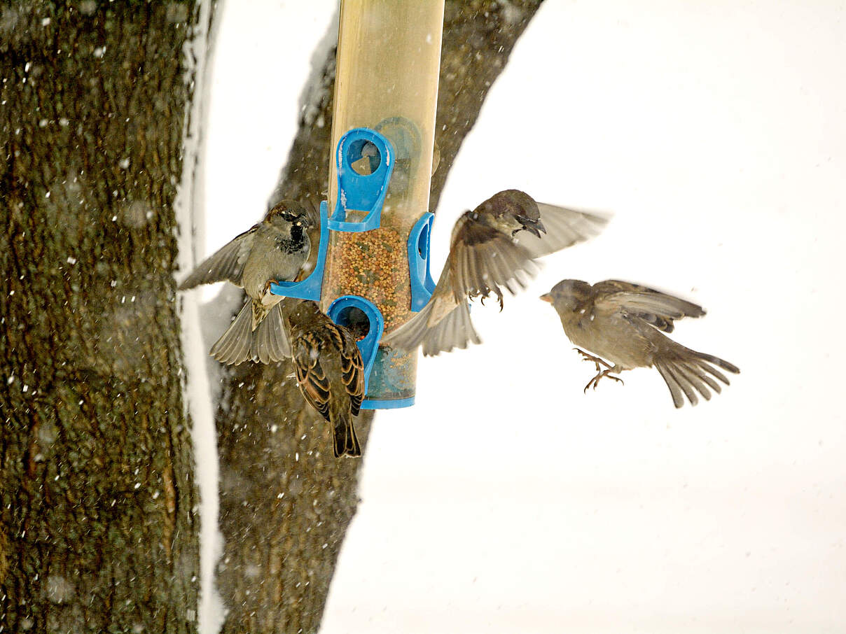 Spatzen an einem Futterspender 