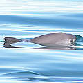 Ein seltener Vaquita- Schweinswal © Tom Jefferson / WWF