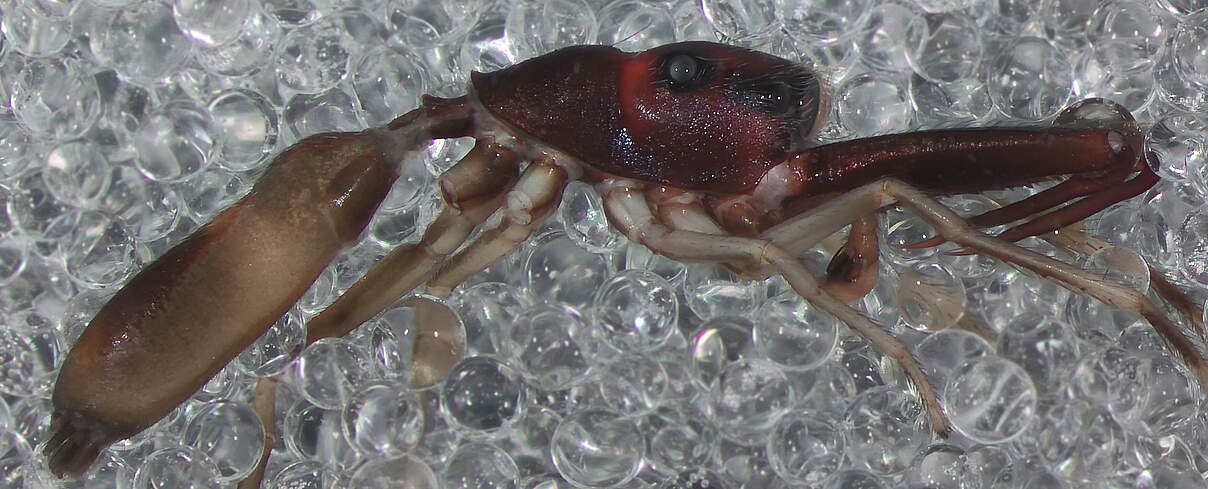 "Myrmarachne salongensis" positioniert auf Mikroperlen zur Stabilisierung © Pett et al