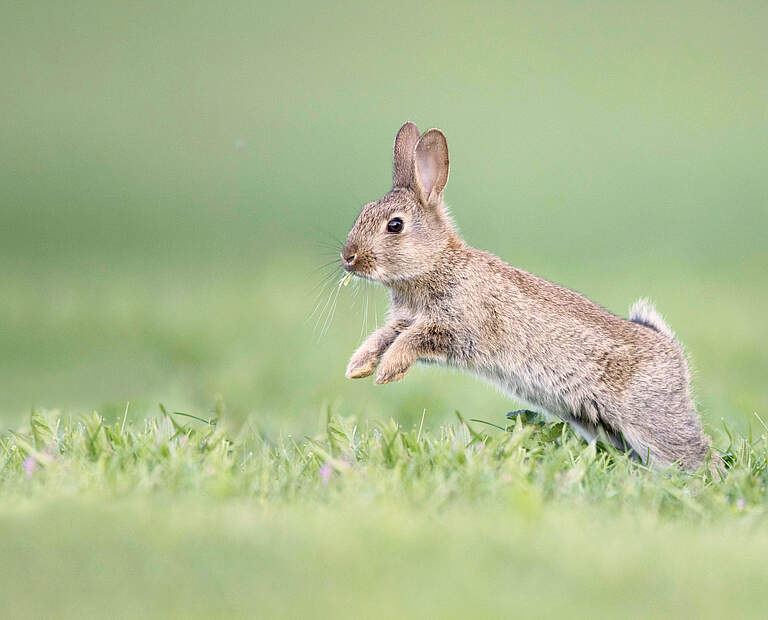 Rabbit (Oryctolagus cuniculus) juvenile running, Burgundy, France. PUBLICATIONxINxGERxSUIxAUTxONLY 1553773 CyrilxRuoso