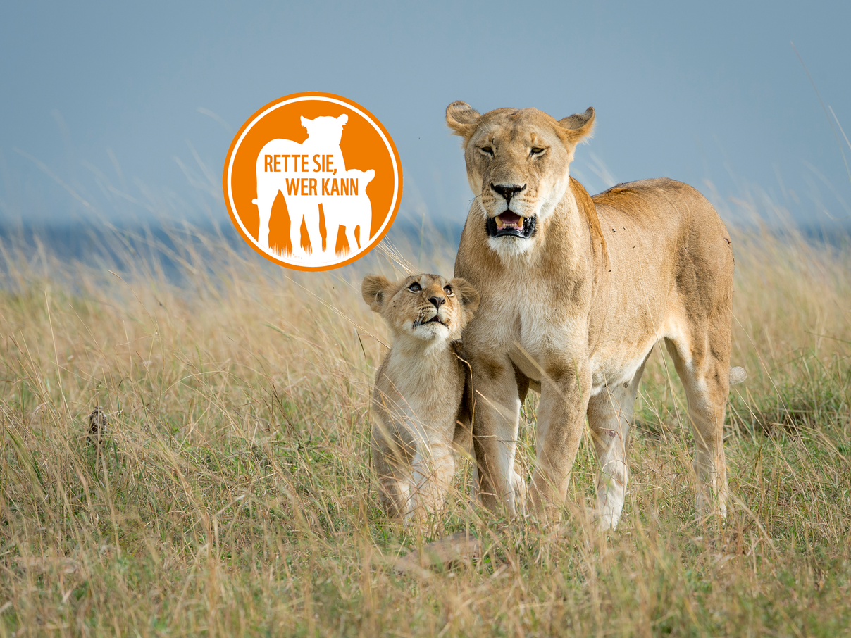 Löwen mit Signet © Richard Barrett / WWF-UK