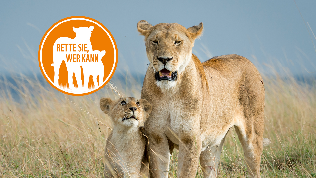 Löwen mit Signet © Richard Barrett / WWF-UK