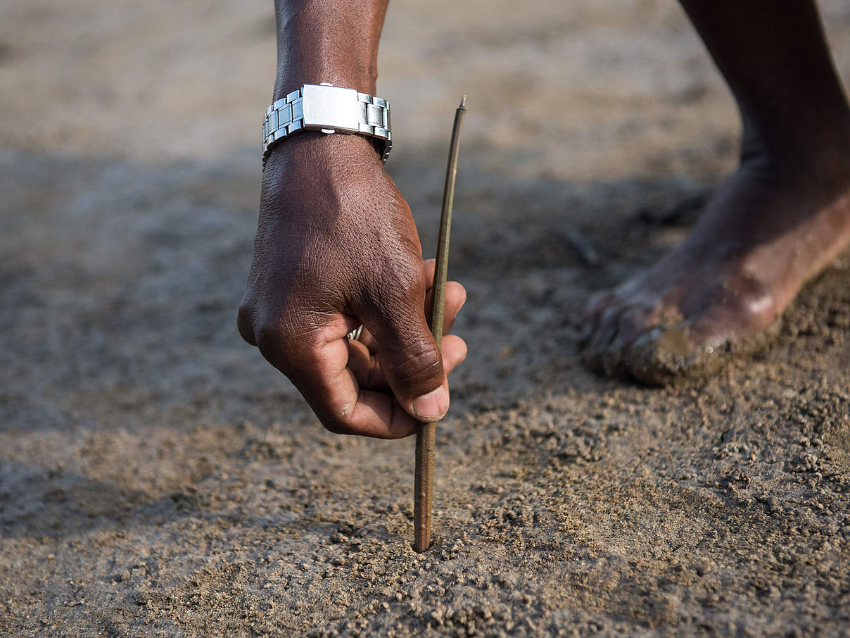 Mangroven-Aufforstung in der Ambaro-Bucht in Madagaskar © Nick Riley / WWF