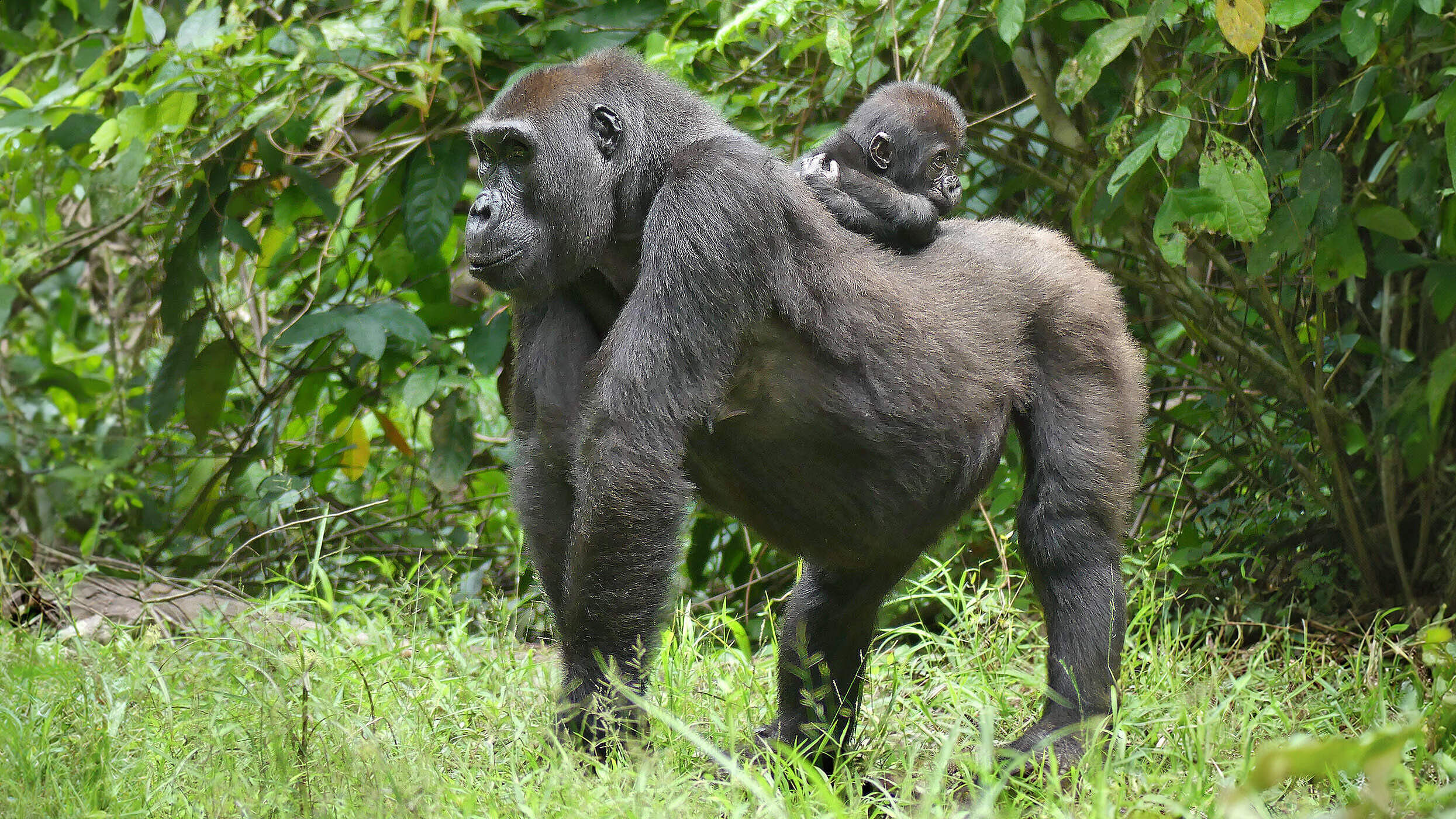 Gorillamutter mit Jungem auf dem Rücken
