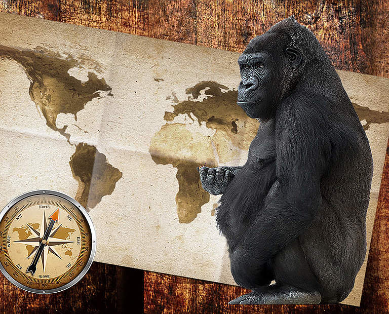 Paten Header Gorilla © WWF