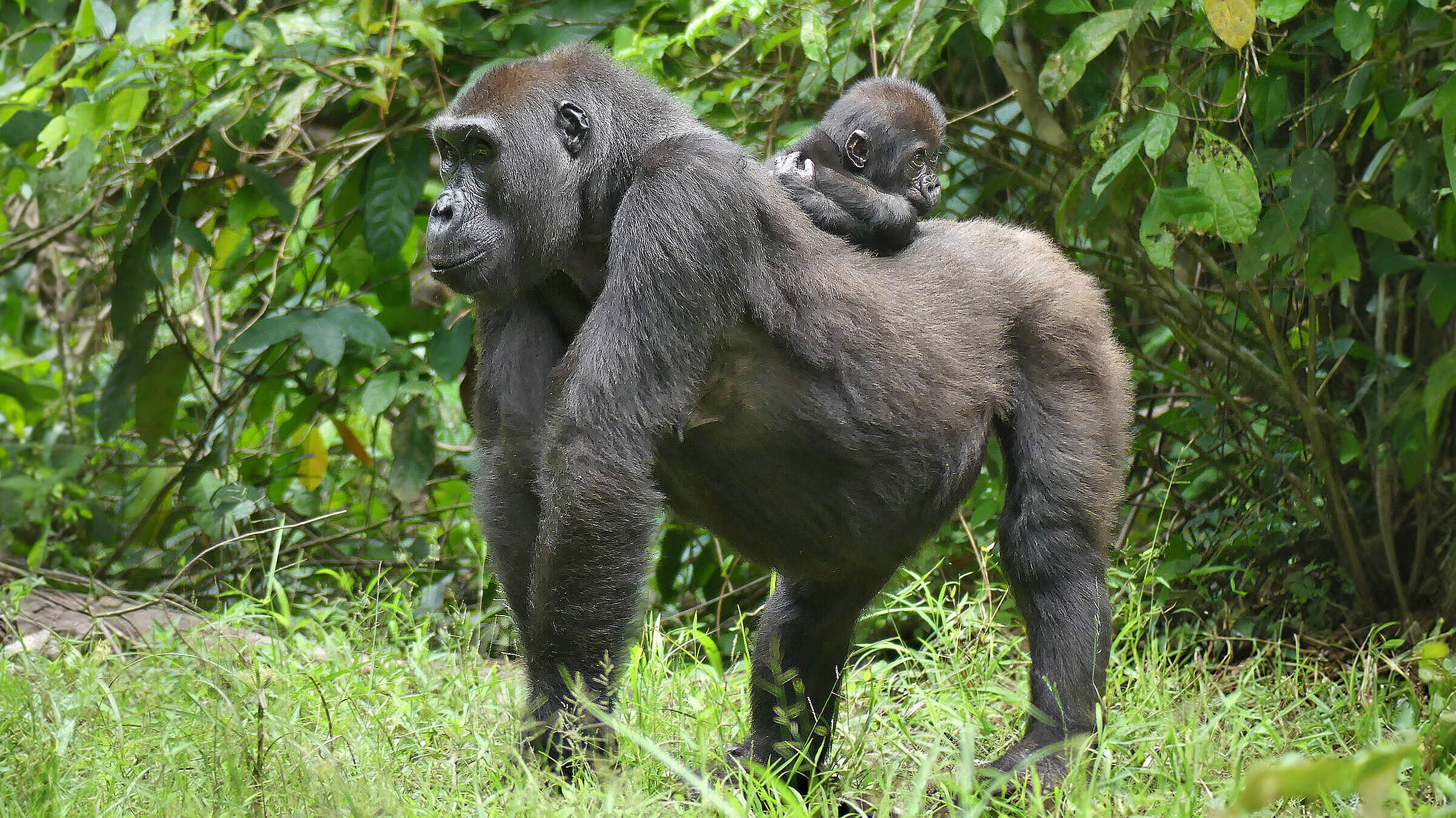 Gorillamutter mit Jungem auf dem Rücken