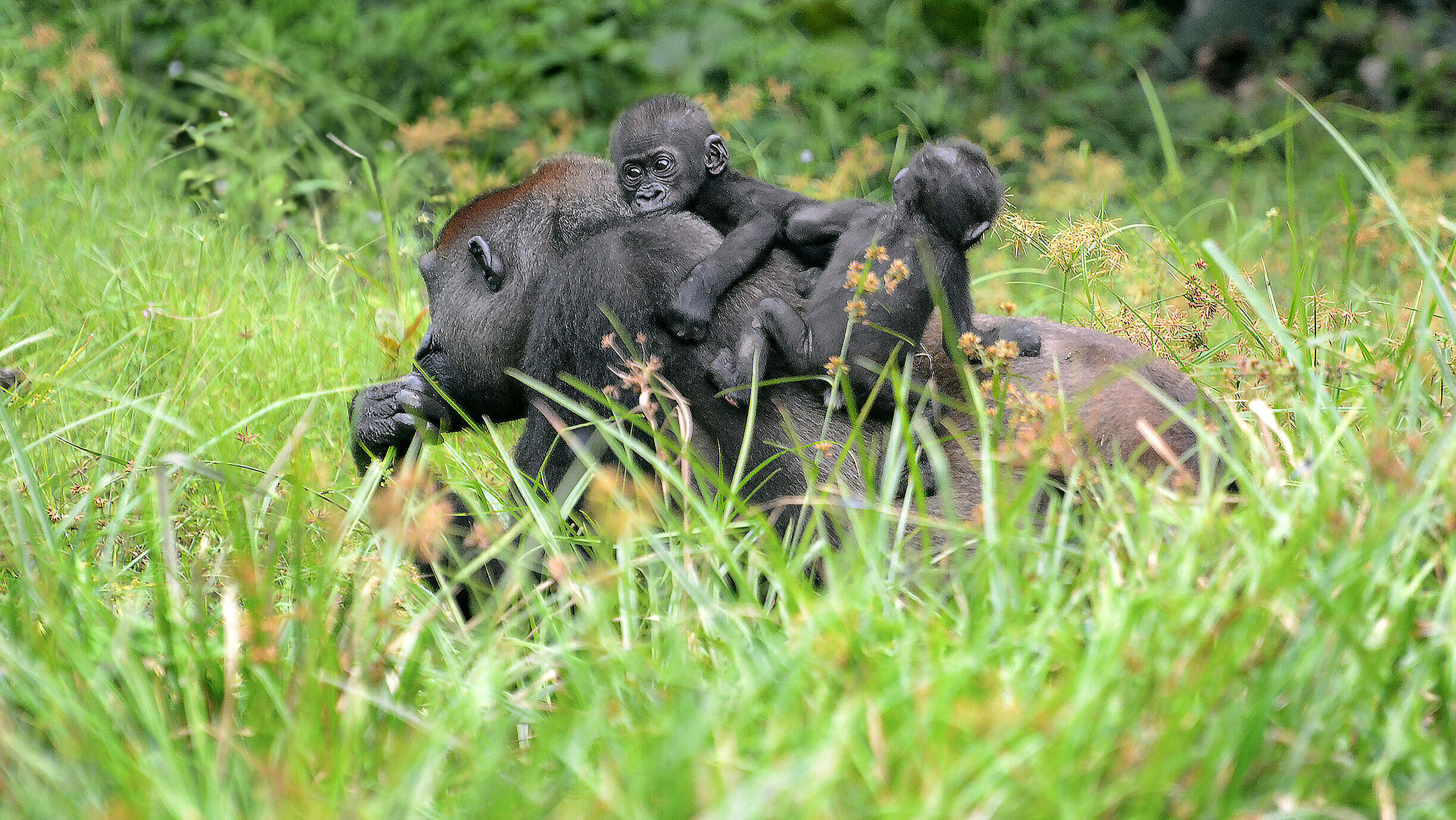 Gorillamutter mit Jungem auf dem Rücken