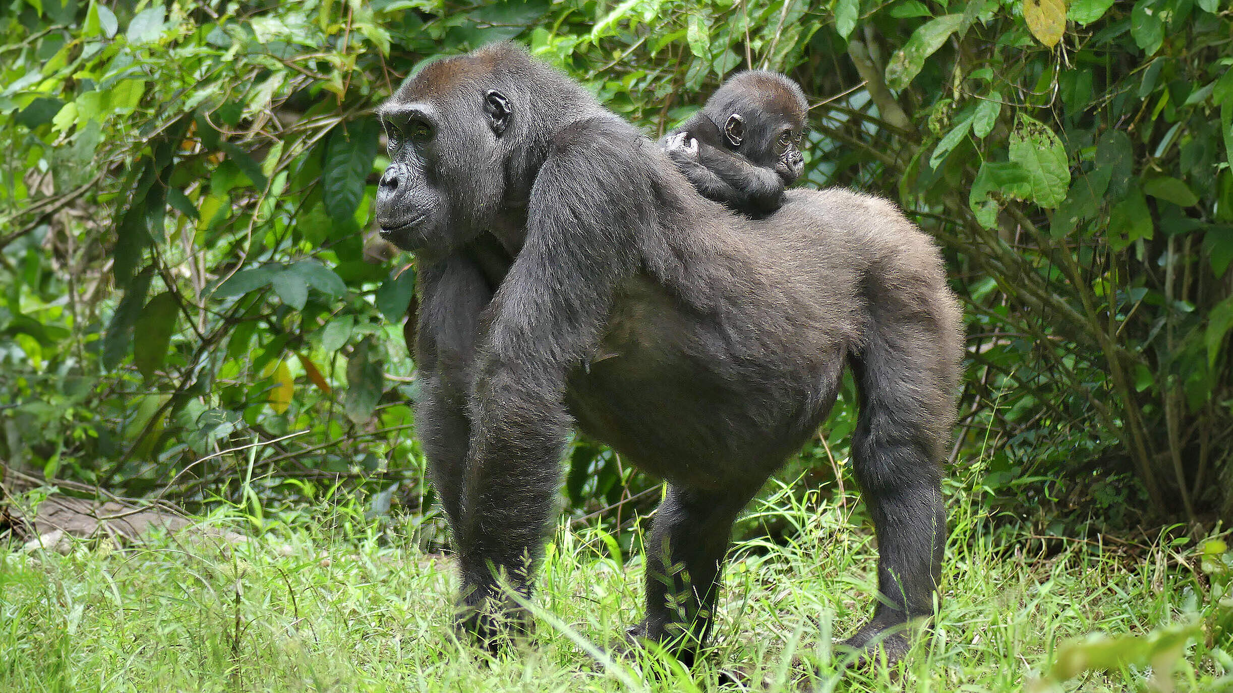 Gorillamutter mit Jungem auf dem Rücken