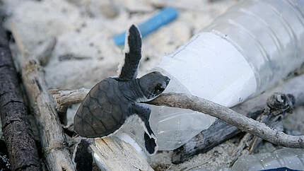 Schildkröte auf Plastikflasche © Brent Stirton / GettyImages / WWF-UK