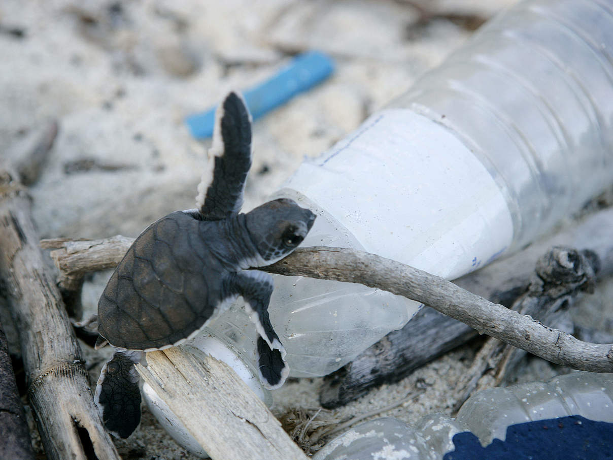 Schildkröte auf Plastikflasche © Brent Stirton / GettyImages / WWF-UK