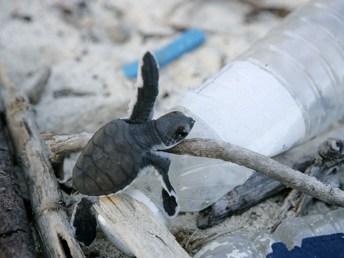 Schildkröte auf Plastikflasche © Brent Stirton / GettyImages / WWF-UK