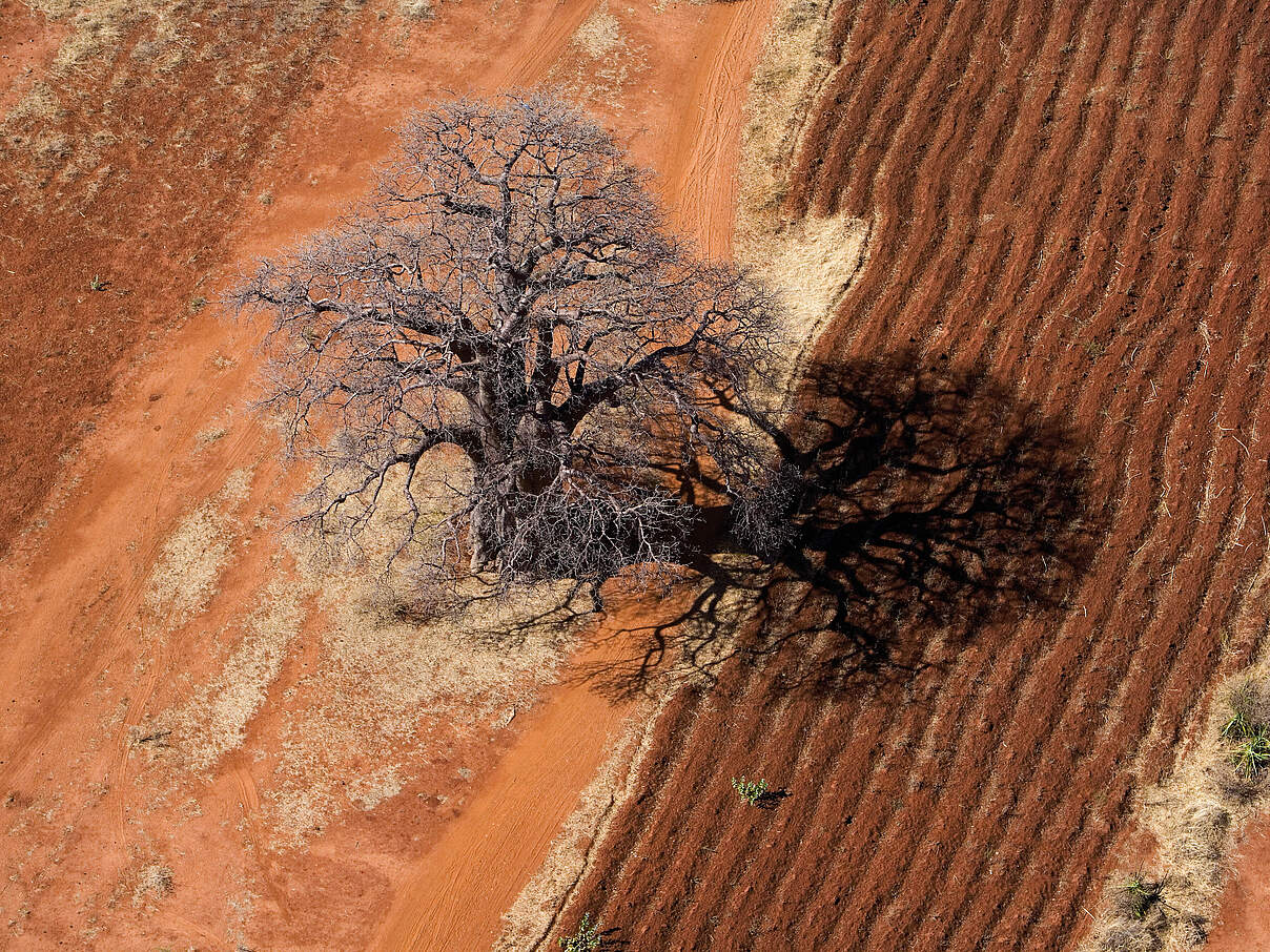 Klimakrise und intensive Landwirtschaft gefährden die Savannen © Michael Poliza / WWF