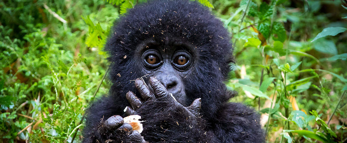 Berggorilla-Jungtier in Virunga © Dennis Stogsdill