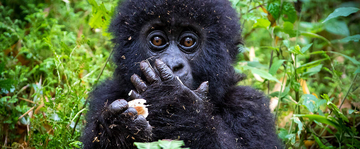 Berggorilla-Jungtier in Virunga © Dennis Stogsdill