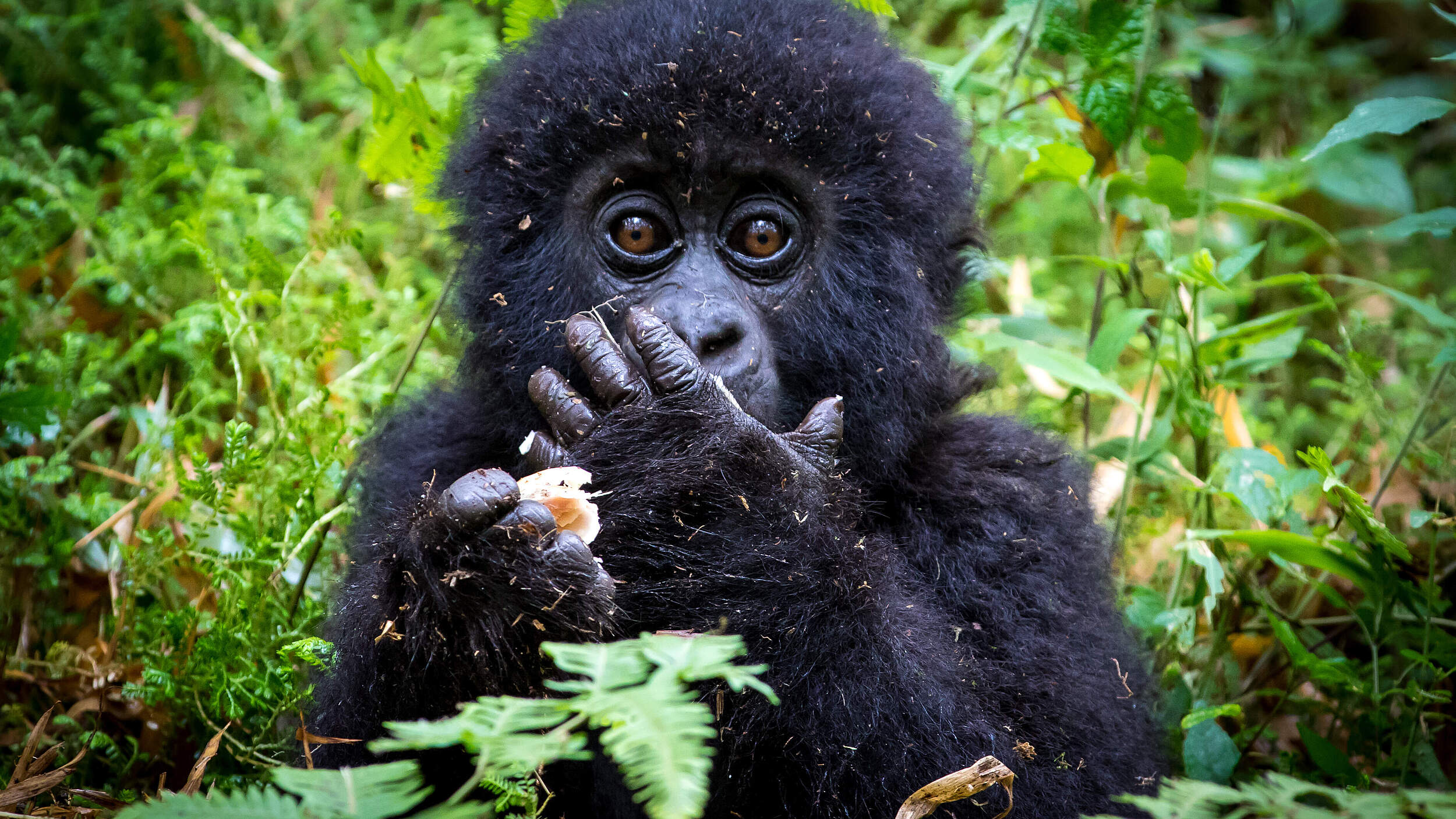 Berggorilla-Jungtier in Virunga © Dennis Stogsdill