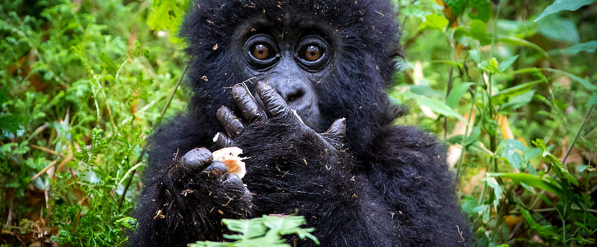 Berggorilla-Jungtier in Virunga © Dennis Stogsdill