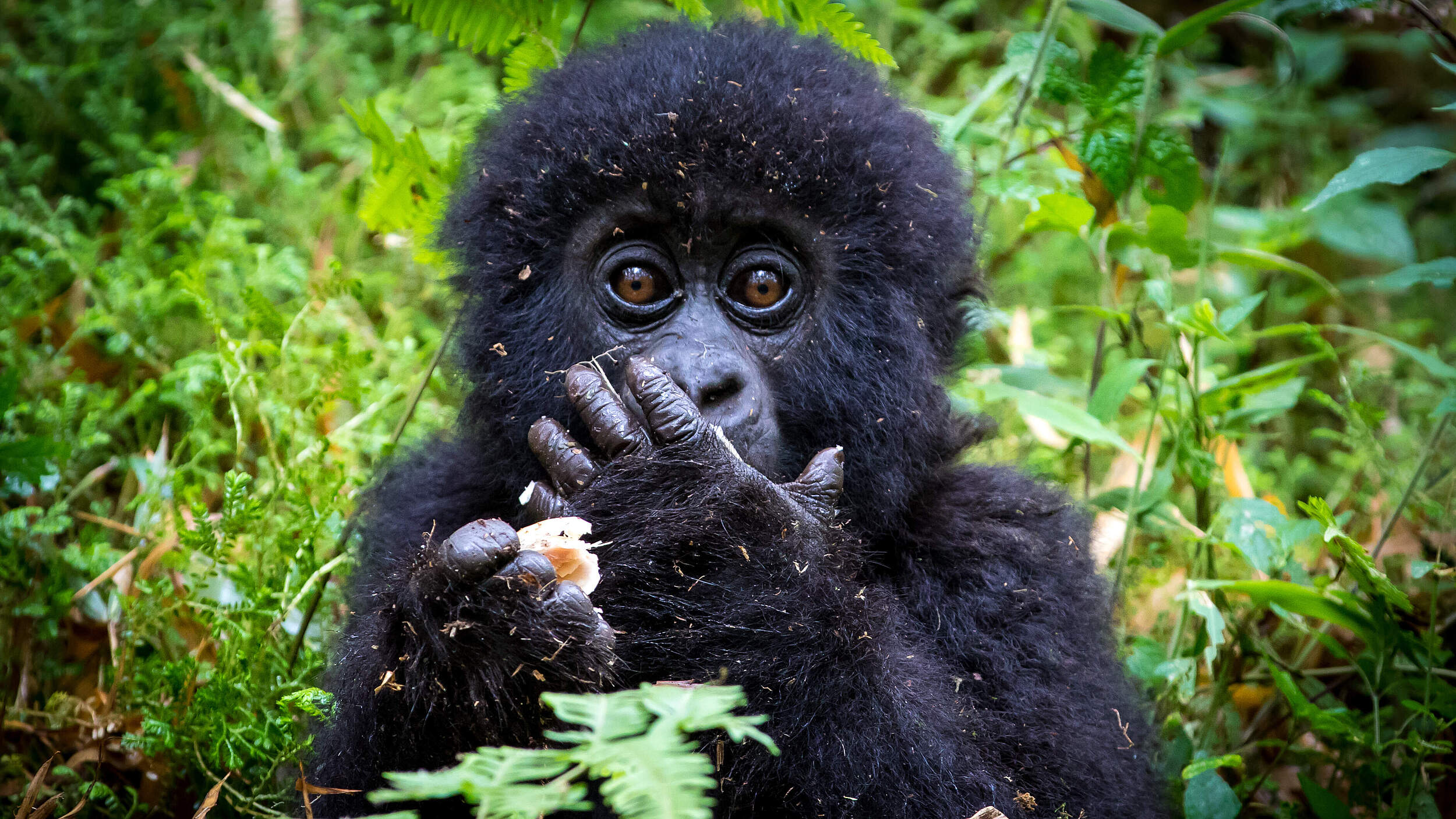 Berggorilla-Jungtier in Virunga © Dennis Stogsdill