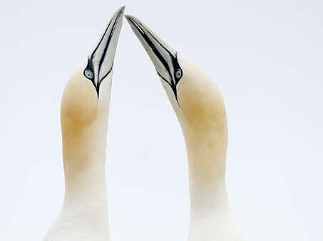 Basstölpel © Wild Wonders of Europe / Pal Hermansen / WWF