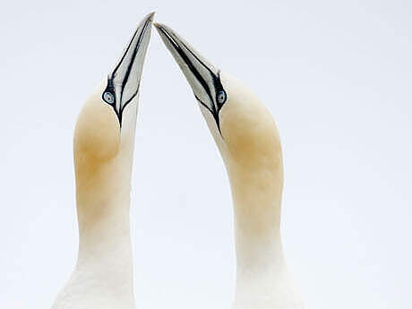 Basstölpel © Wild Wonders of Europe / Pal Hermansen / WWF