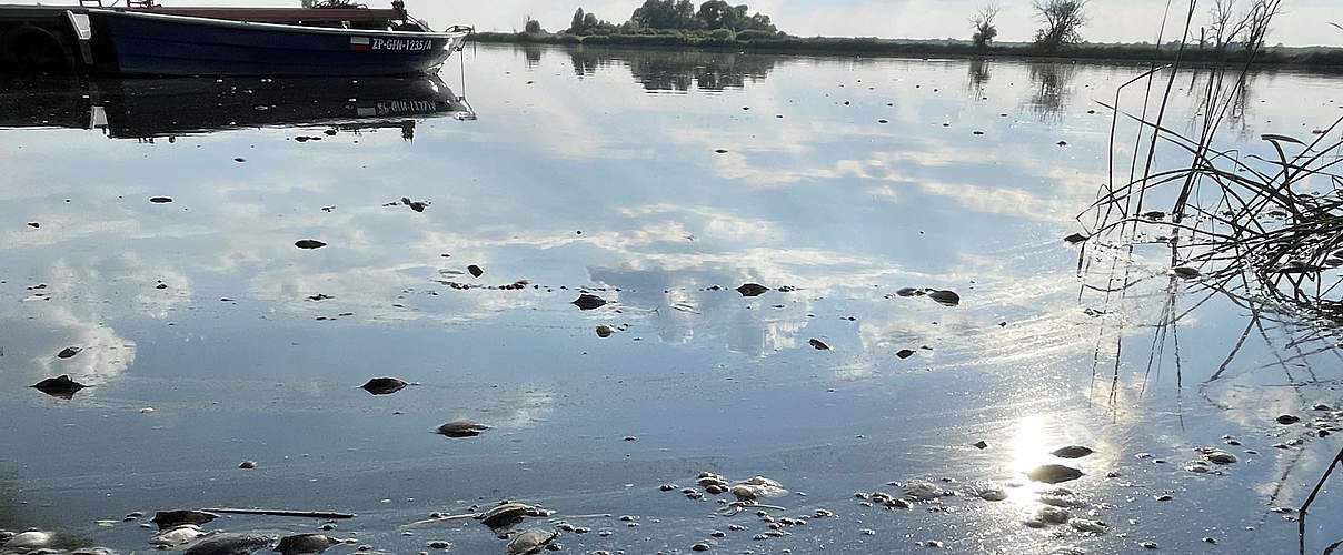 Der WWF ist nach der Umweltkatastrophe in der Oder vor Ort und berichtet über das Fischsterben © Jennifer Janski / WWF